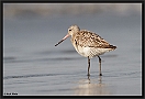 Rosse Grutto, Bar-tailed Godwit, Limosa lapponica Location, Tanji, the Gambia Rosse grutto2 MG 2639 kopie